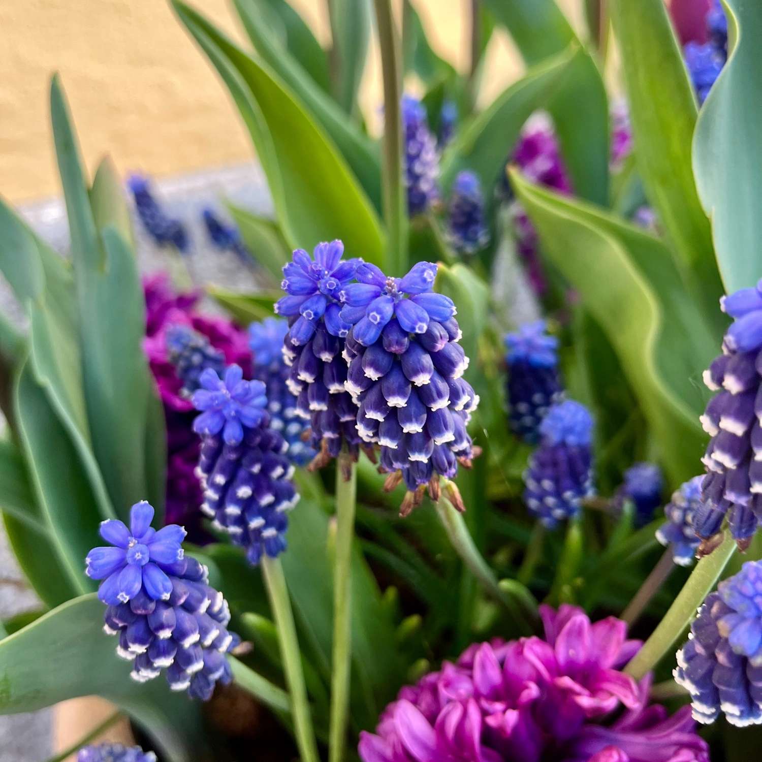 Sipulisekoitus 'Deep Purple'
